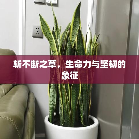 朴实无华 第2页