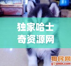 独家哈士奇资源网：哈士奇资源网搜索功能 